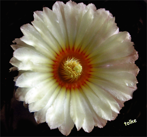 Flor-Astropytum-Asterias.jpg
