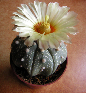 Flor-Astropytum-Asterias1.jpg