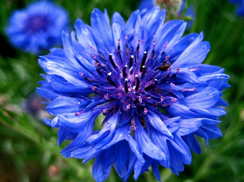 flor-azul-preciosa.jpg