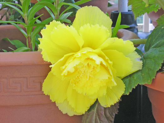 Flor Begonia Amarilla.jpg