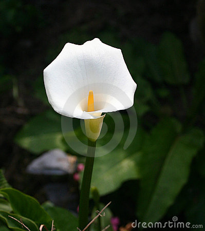 flor-blanca-de-las-calas-thumb691417.jpg