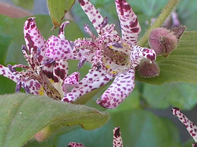 flor-blanca-y-voleta.jpg