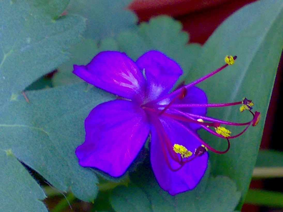 flor+BUlgaria.jpg