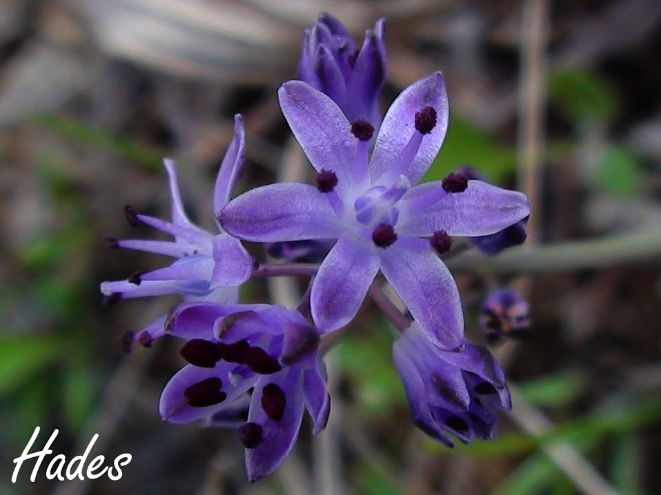 flor+campo.jpg
