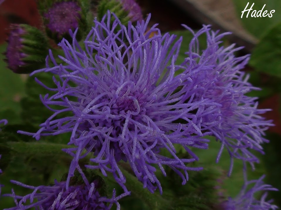 flor+cerca.jpg