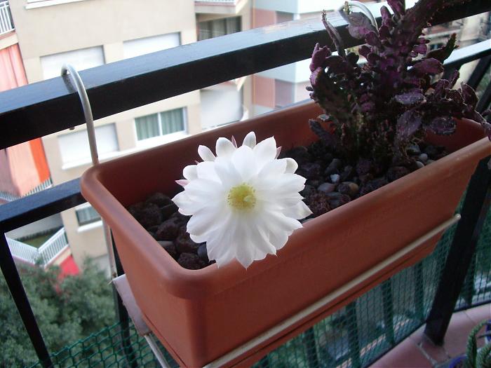 FLOR DE CACTUS07 001.jpg