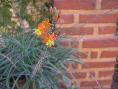 FLOR-DE-CRASA.jpg
