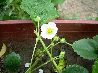 Flor de frutilla.JPG