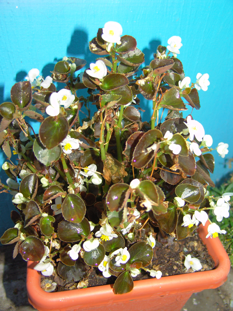 flor-de-huevo-2.jpg