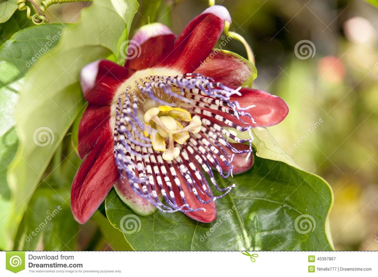flor-de-la-fruta-de-la-pasi%C3%B3n-45397867.jpg
