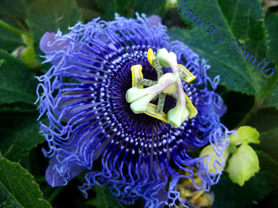 Flor+de+la+pasi%C3%B3n.jpg