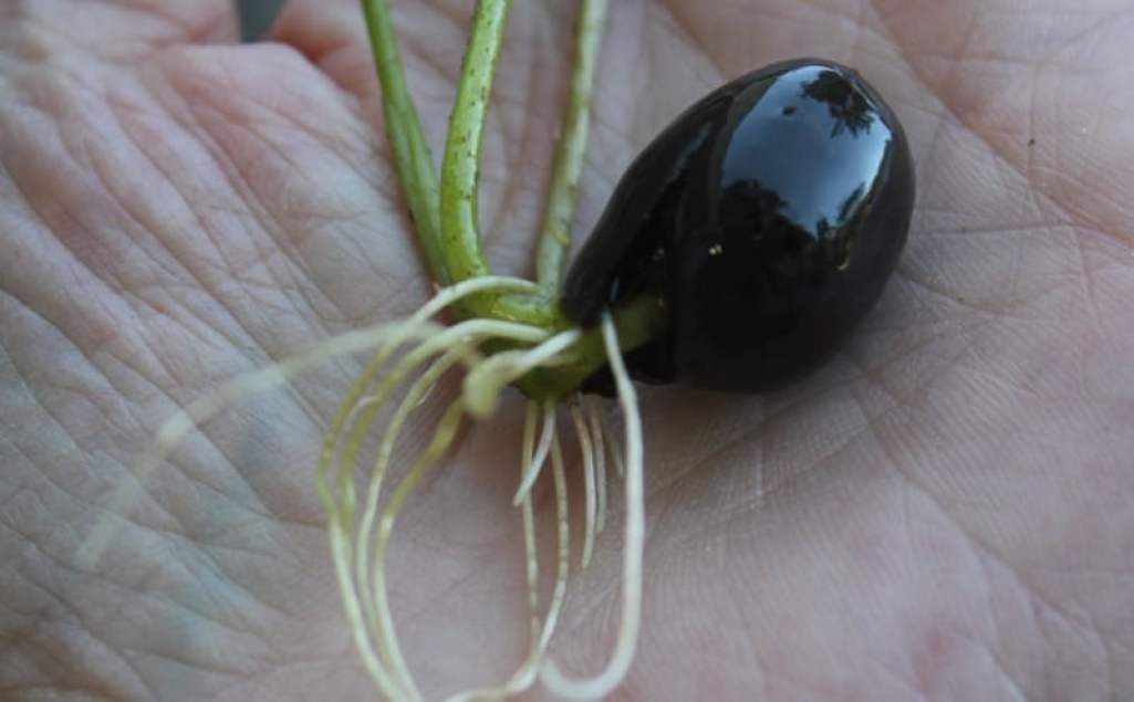 flor-de-loto-germinada.jpg