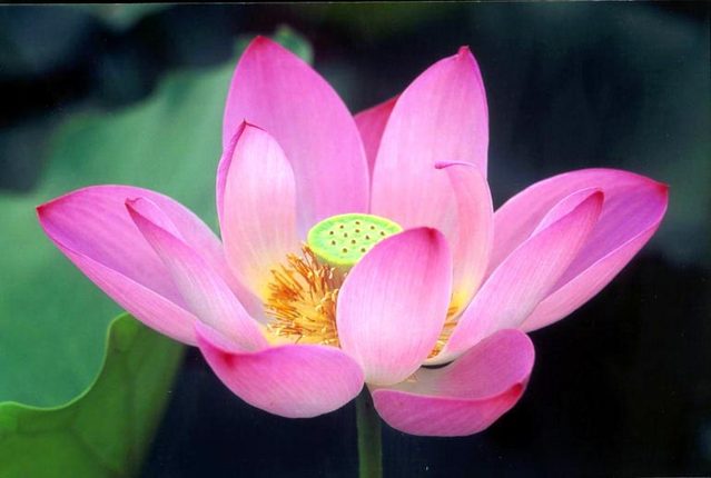 flor-de-loto.jpg