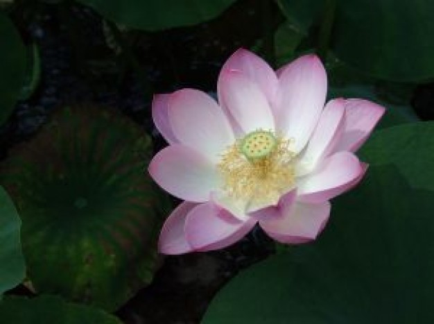 flor-de-loto_2829546.jpg