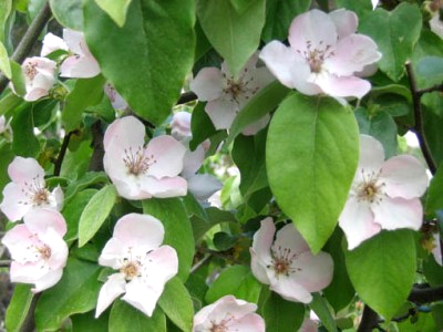 flor-de-membrillo.jpg