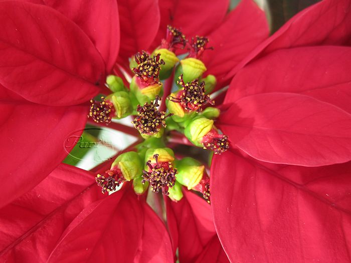 FLOR+DE+PASCUA+(1).jpg