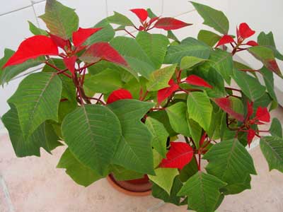 flor-de-pascua-3.jpg