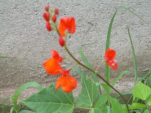 flor de poroto.JPG