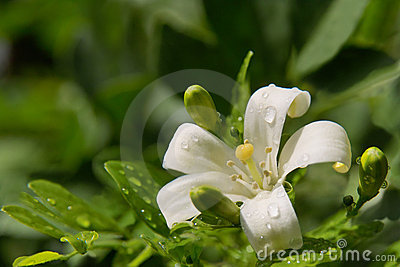 flor-del-jazm-iacuten-del-resorte-con-gotas-de-roc-iacuteo--thumb17443464.jpg