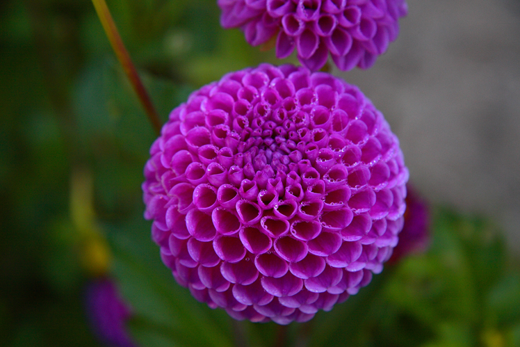 flor-del-valle-del-roncal.jpg