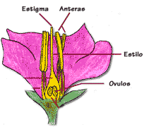 flor-dibujo.gif