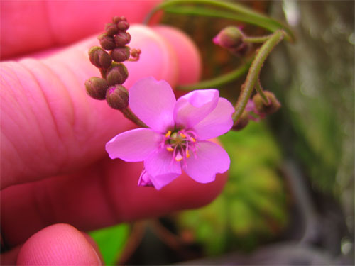 Flor-drosera-aliciae.jpg
