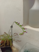 Flor-drosera.jpg