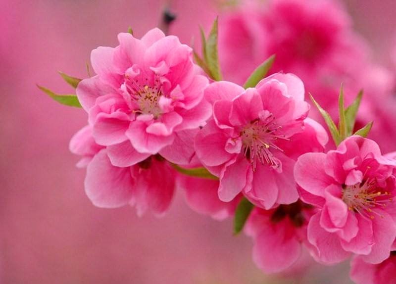 flor+durazno.jpg
