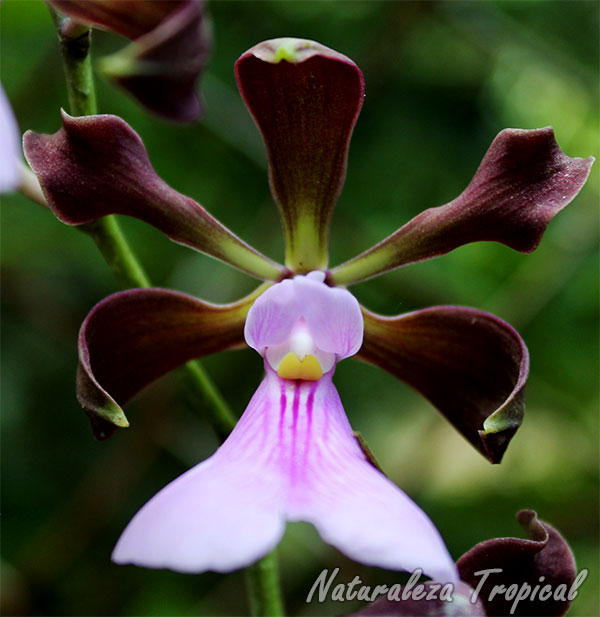 flor-encyclia-cordigera-orquidea.jpg