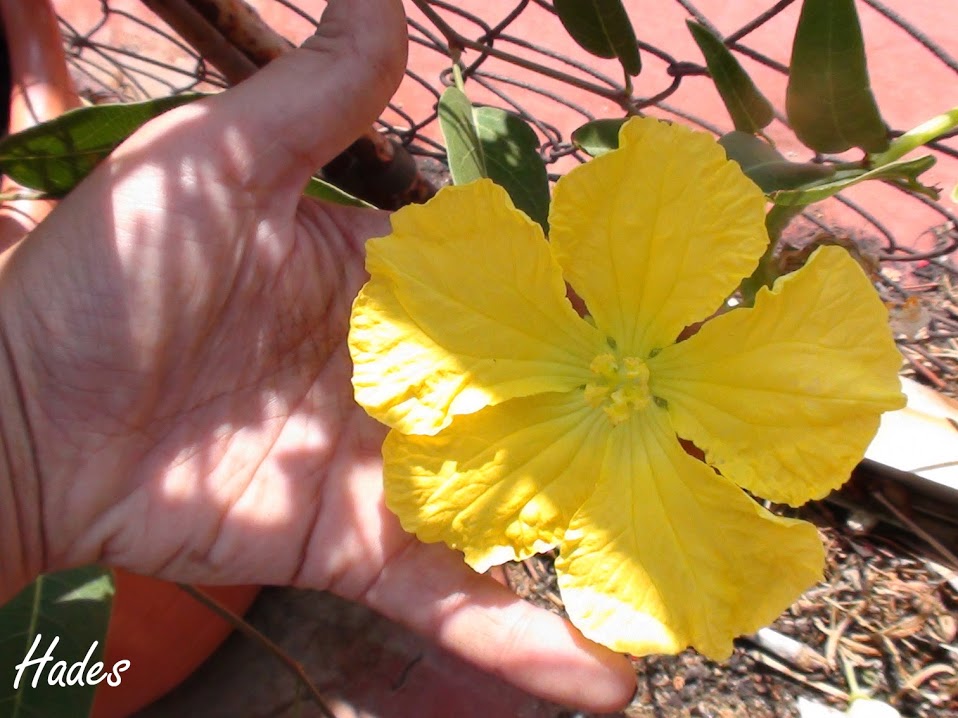 flor+esponja.jpg
