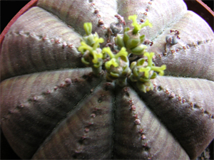 Flor-Euphorbia-Symetrica.jpg