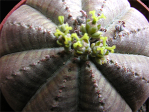 Flor-Euphorbia-Symetrica.jpg