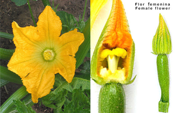 flor-femenina-calabacin.jpg
