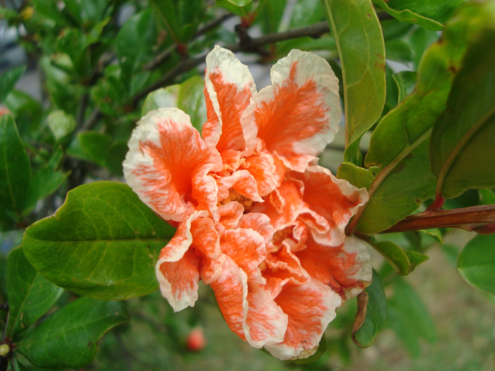 Flor+Granado.JPG