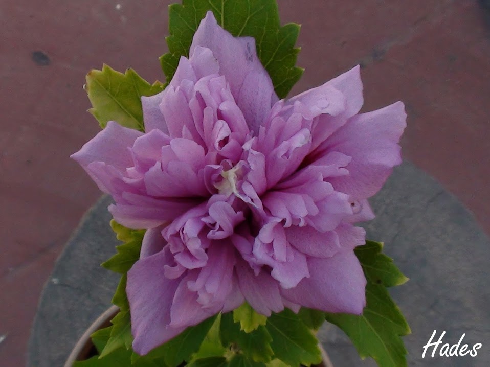 flor+hibis.jpg