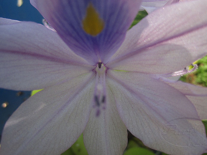 FLOR+JACIENTO+DE+AGUA.jpg