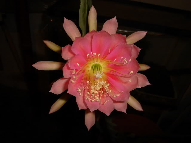 flor.jpg