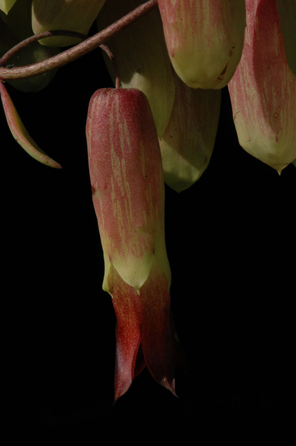 flor.jpg
