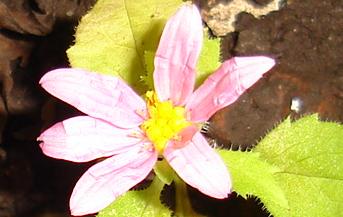 Flor.JPG