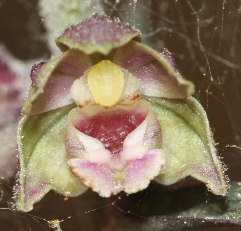 flor.jpg