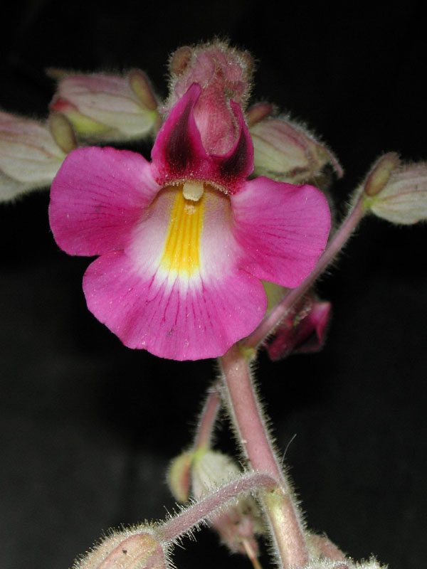 flor.jpg