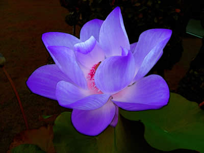 flor.jpg
