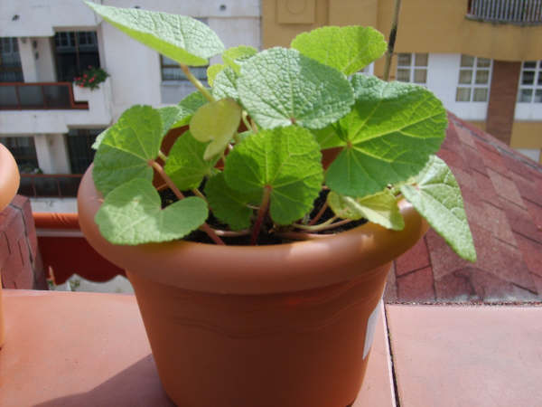 flor.jpg