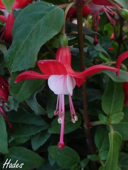 flor.jpg