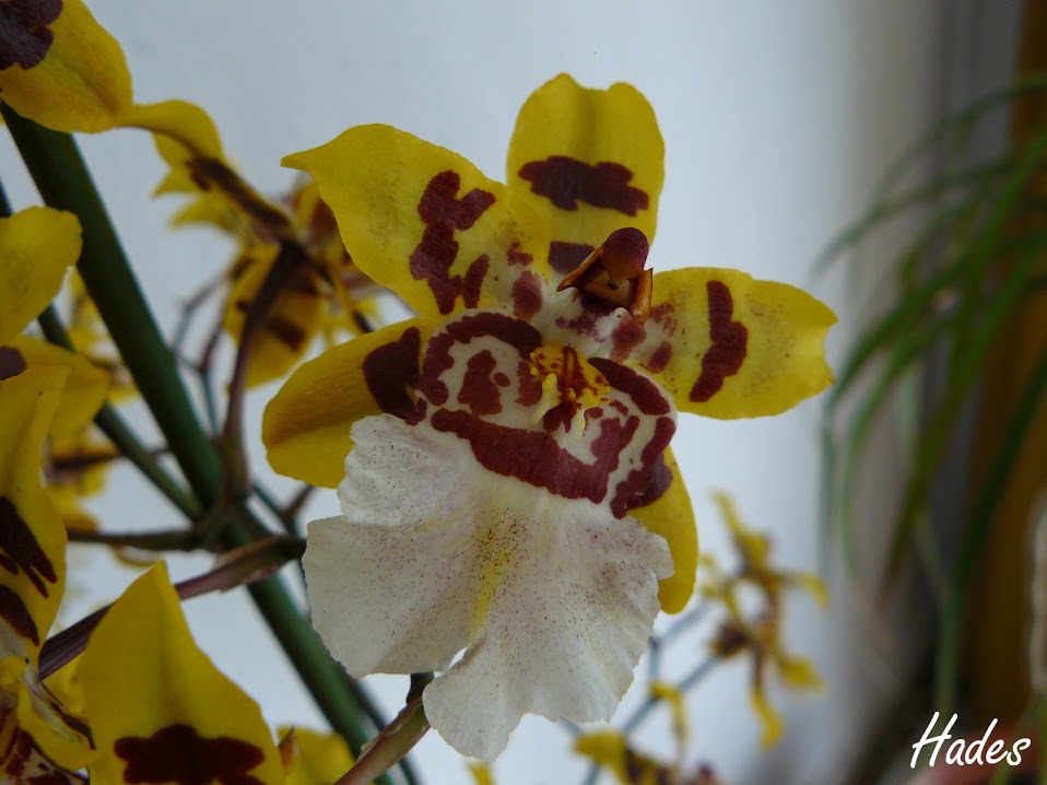 flor.jpg