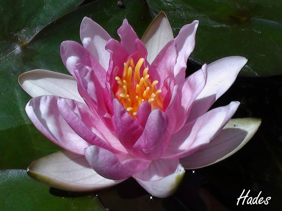 flor.jpg
