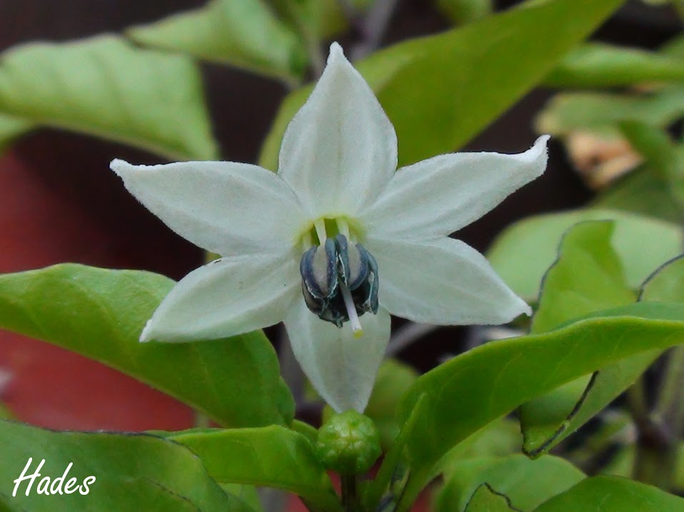 flor.jpg