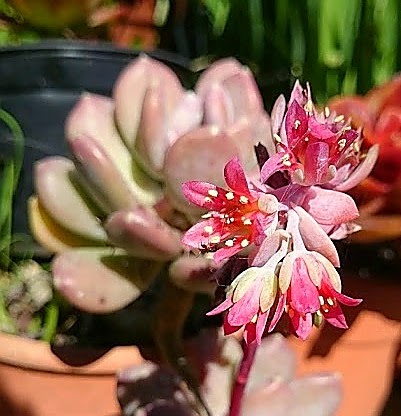 flor.jpg