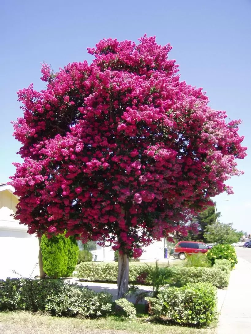 flor.jpg