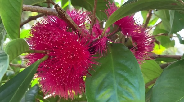 flor.jpg